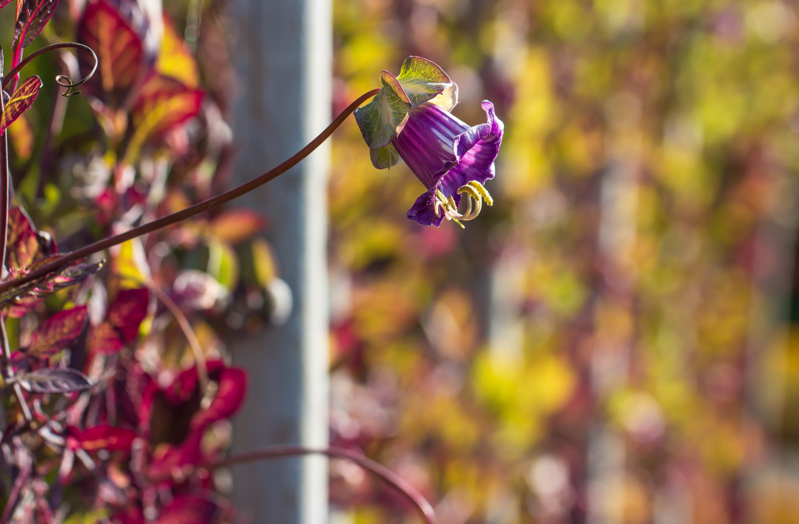 floare, bokeh, blomma, malmo, HFF, katrinetorp, katrinetorpsherrg rd