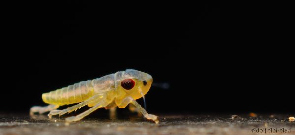 black,macro,yellow,blackbackground,bug,insect