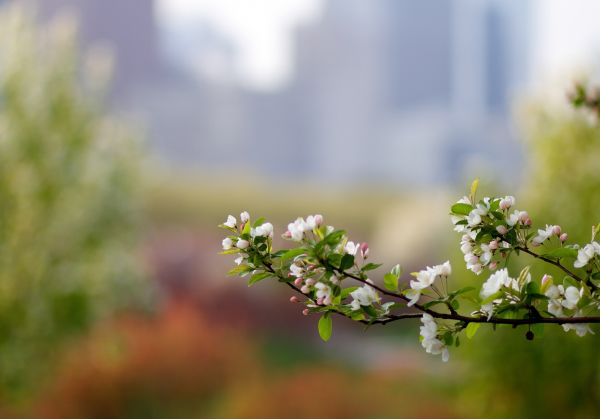 ramo,pianta,fioritura,primavera