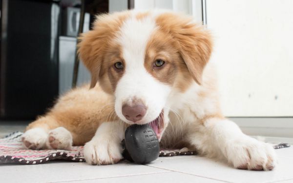 hund,Australian Shepherd,däggdjur,aussie,valp,ryggradsdjur