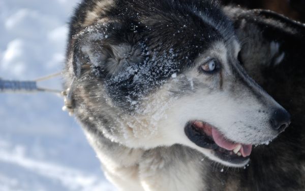 cara,neve,inverno,cachorro,pele,Bigodes