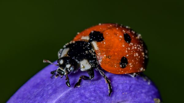 dier,coccinellidae,coleoptera,Madeliefje,hertenpark,bloem