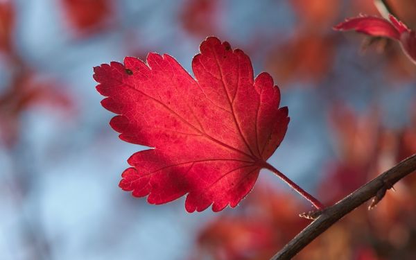 vallen, bladeren, natuur, rood, planten, macro