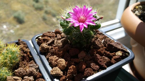 cactus,bloemen,bloesems