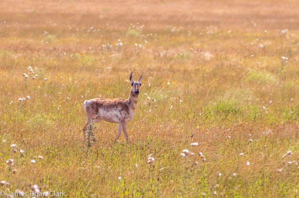 światło słoneczne,krajobraz,Natura,kolorowy,jeleń,zachód słońca