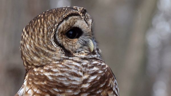 uccelli, natura, uccello rapace, gufo, becco, Falco