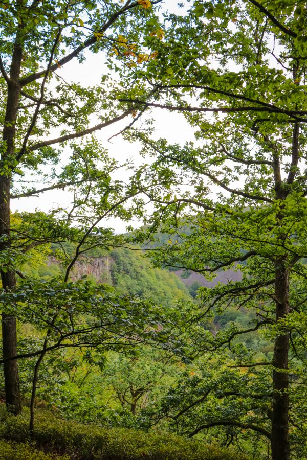 bosque, luz de sol, rama, verde, selva, selva