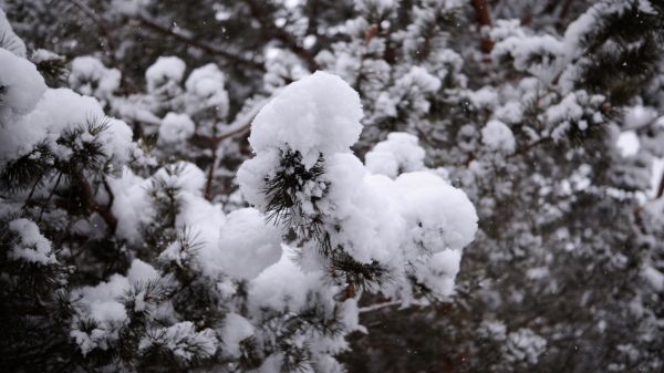 edelgran,trestamme,snø,planter