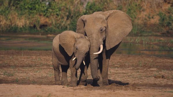 1920x1080 px,African,animals,baby,elephant,Elephants