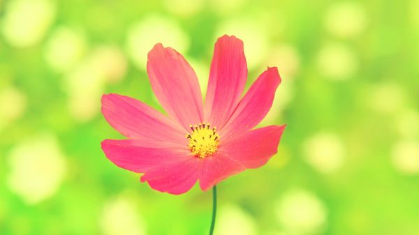 pinke Blumen, Blumen, Natur, Pflanzen, Fotografie, blühen