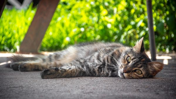 猫,猫科动物,夏季,草,摄影,散景