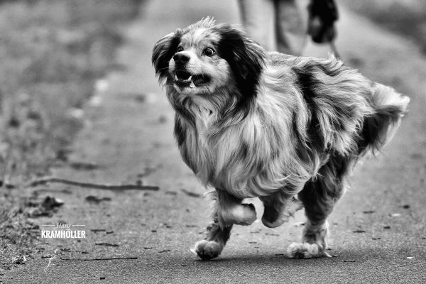 очи,Augen,шега,baerl,Мьорс,Hund