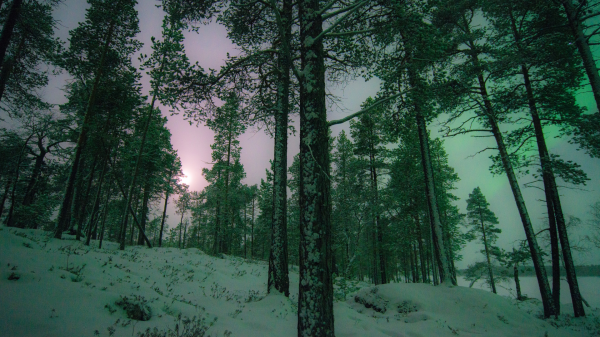 Natur,Bäume,Wald,Schnee,Winter,Aurorae