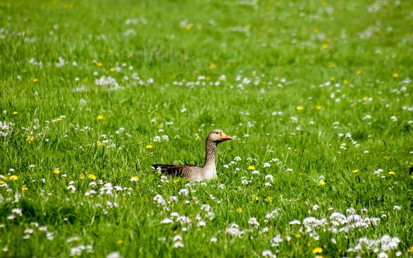 gås,fågel,gräs,blommor,näbb