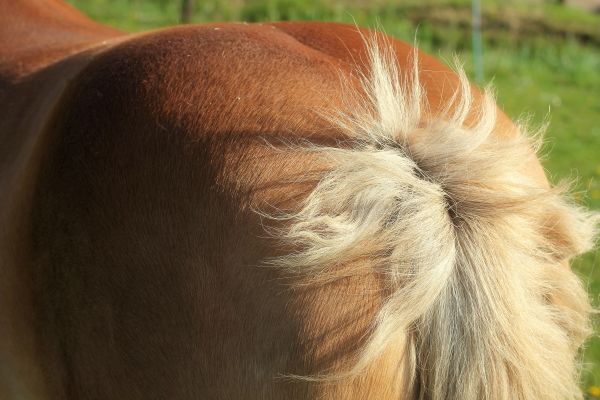 gras,haar-,dieren,staart,paard,dieren in het wild