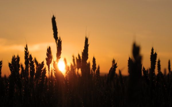 zonlicht,zonsondergang,natuur,gras,hemel,veld-