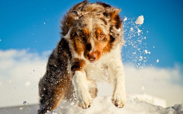 natur,snø,vinter,hund,Australian Shepherd,vær