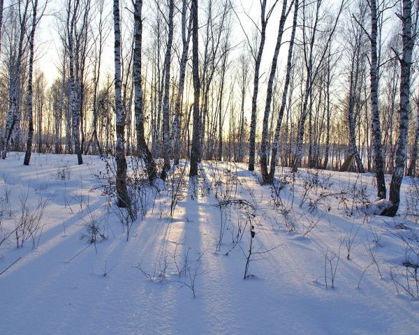 森林,天空,雪,阳光,水,性质