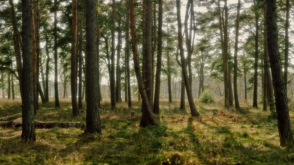 lumina soarelui,peisaj,pădure,natură,molid,pustie