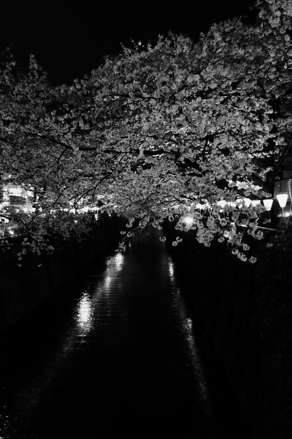 Japon,lumière du soleil,blanc,noir,Monochrome,nuit