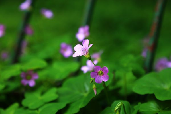 verde,Plantas,Primavera