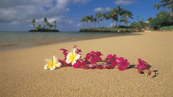 pláž,Hawaii,1920x1080 px,kvety,oahu,dlaň