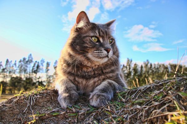 kat,dieren,dieren in het wild,bakkebaarden,gras,hemel