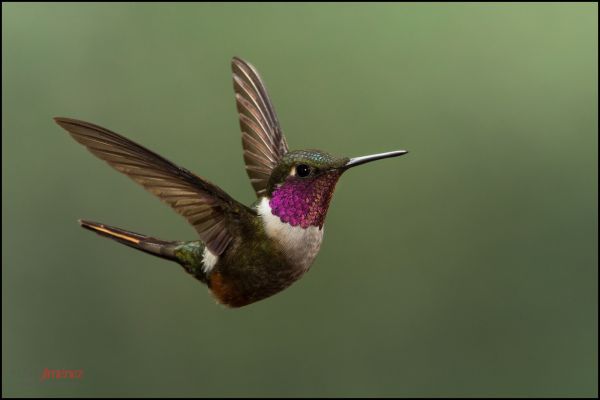 pájaro,lluvia,flor,bosque,jardín,Mosca