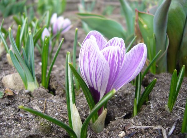 Crocus,hoa,Mùa xuân,Đóng lên,Primroses,Đất đai