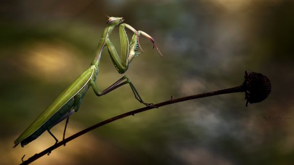 มีสีสัน,การถ่ายภาพ,แมลง