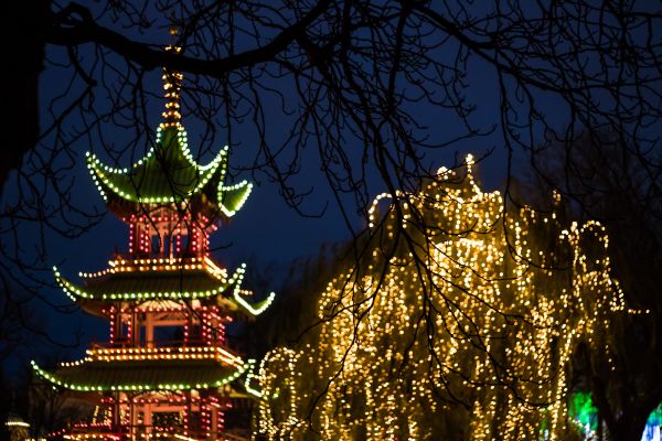 nuit,branche,soir,Arbre de Noël,Noël,lumières de Noël