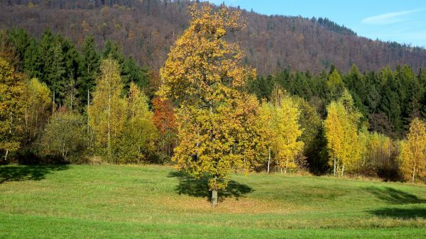 Natur,Bäume,Grün