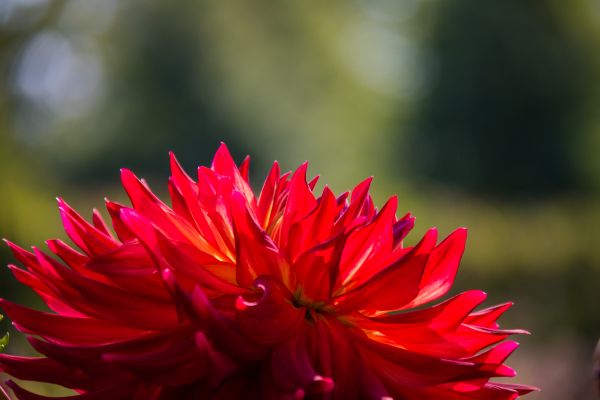 natură,fotografie,inflori,frunze,floare,roșu