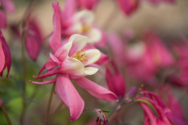 bloesem,roze,bloem,fabriek,flora,blomma