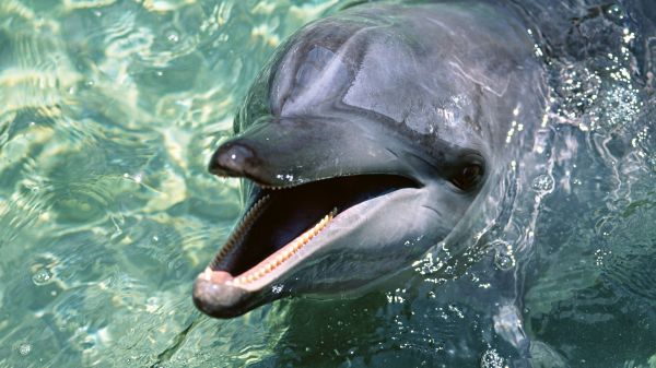 eau,dauphin,la biologie,mammifère,les dents,faune