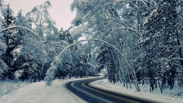 自然,雪,冬,霜,凍結,木