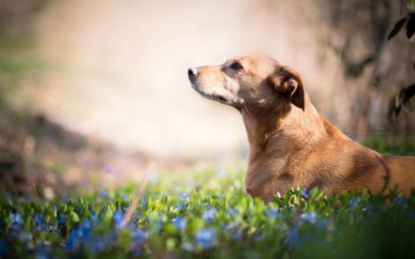 dyr, hund, blomster, natur, planter, 1680x1050 px