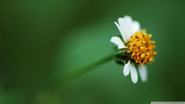 slunečnímu záření, květiny, Příroda, tráva, rostliny, fotografování