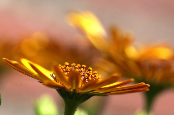 sollys, blomster, natur, fotografering, makro, gul