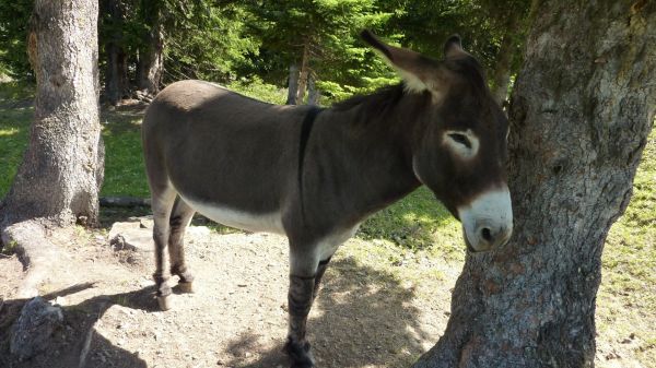 pónei,cavalo,Em pé,árvore