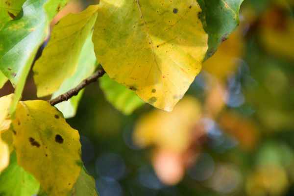 lumina soarelui, copaci, frunze, alimente, natură, plante