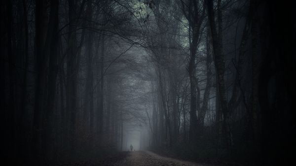 luce bassa,buio,grana della pellicola,nebbia,natura,foresta