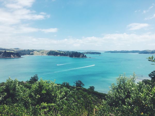 trees,boat,sea,bay,water,nature