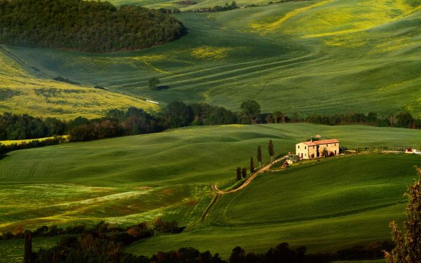 1920x1200 px,Campos,Toscana,Folhagem,Árvores