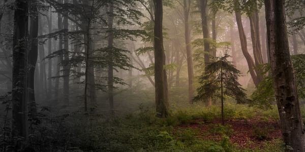 luz de sol,paisaje,bosque,Árboles,naturaleza,rama