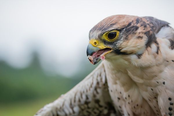 野生動物,嘴,鳥,猛禽,デンマーク,ファルコン