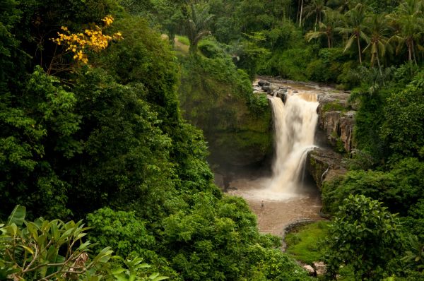 floresta,cascata,agua,Rocha,natureza,jardim