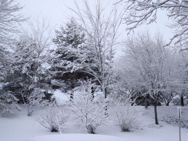 trees,monochrome,sky,snow,winter,branch