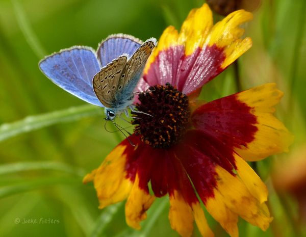 grădină,natură,fotografie,fluture,insectă,galben