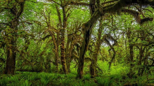 natureza,EUA,Washington,floresta,Árvores,Parque Nacional Olímpico